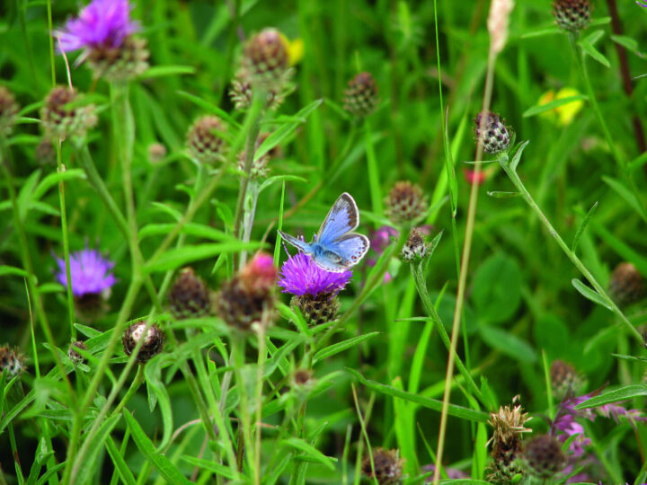 Butterfly at Hadleigh