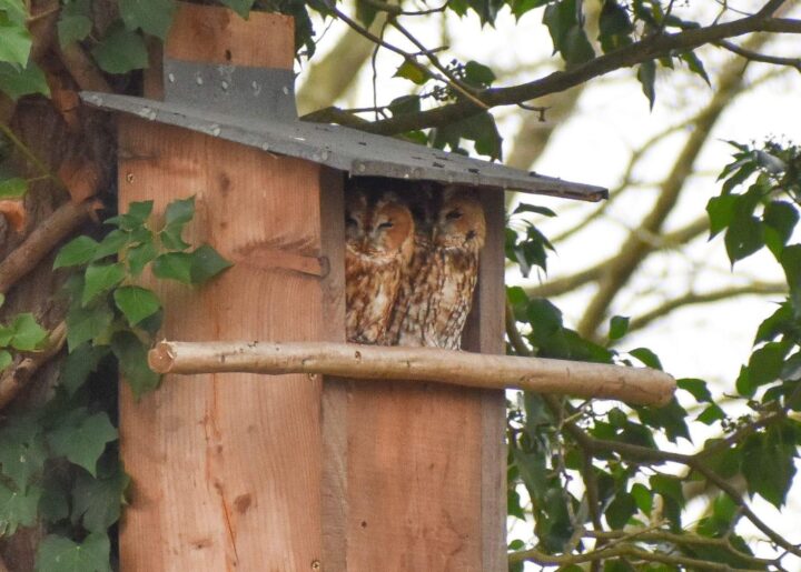 Nesting tawny owls at Belhus by J Ladd