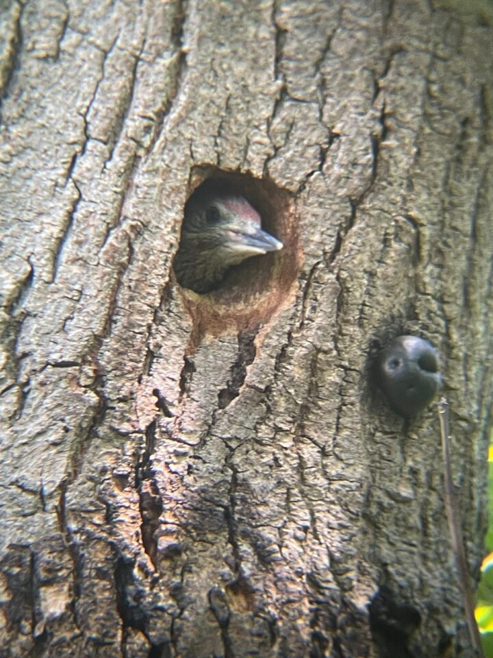 Young greater spotted woodpecker by J Ladd