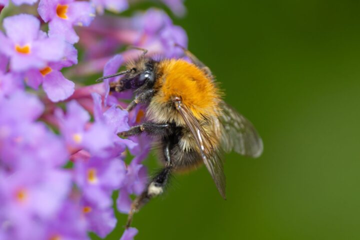 Carder bee at Belhus Woods by Joe Monk