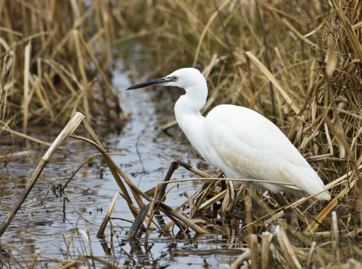 Little Egret