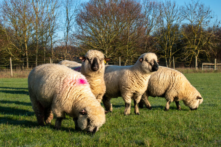 Hampshire down sheep herd at Marsh Farm