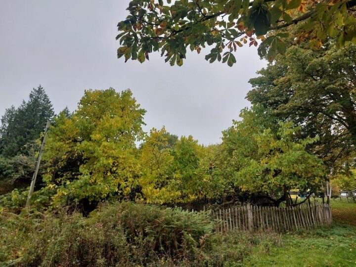 Mulberry tree at Weald Country Park