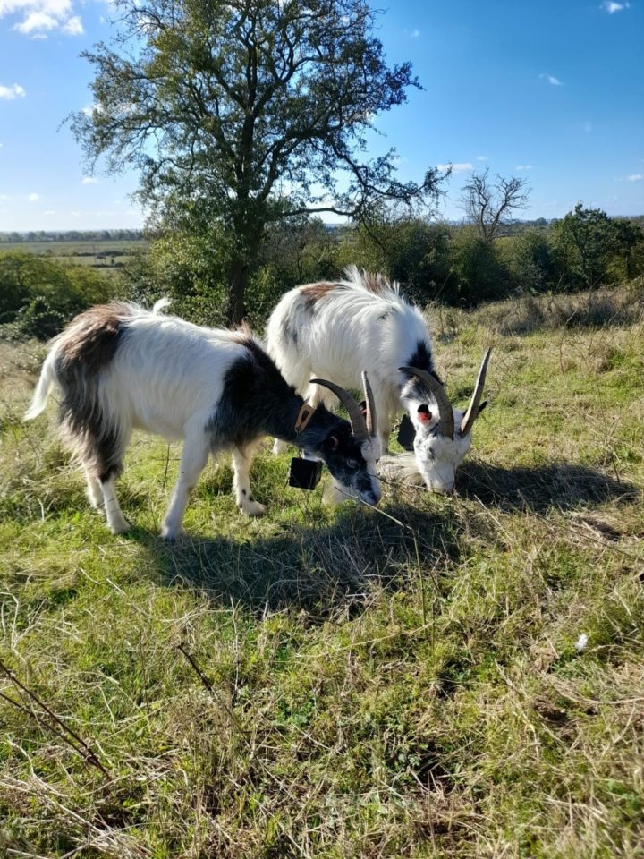 Cheviot goats at Hadleigh Country Park