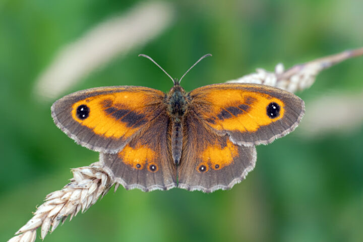 A Gatekeeper butterfly