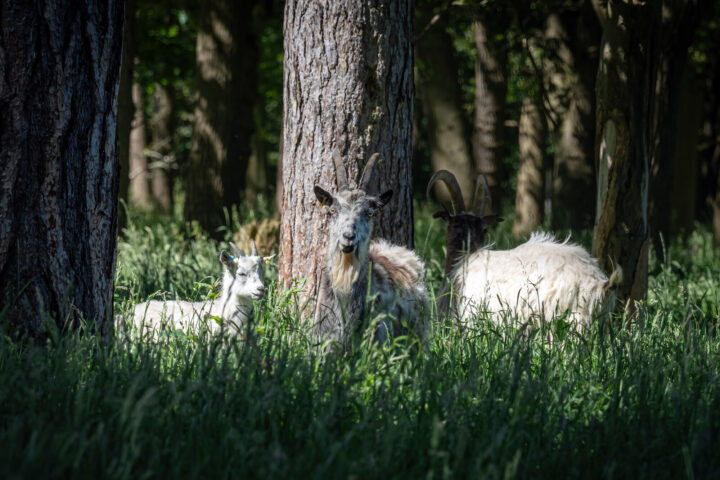 Cheviot goats, nanny and kids at Thorndon Country Park by Andrew Adams