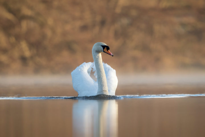 Swan on the lake at Weald