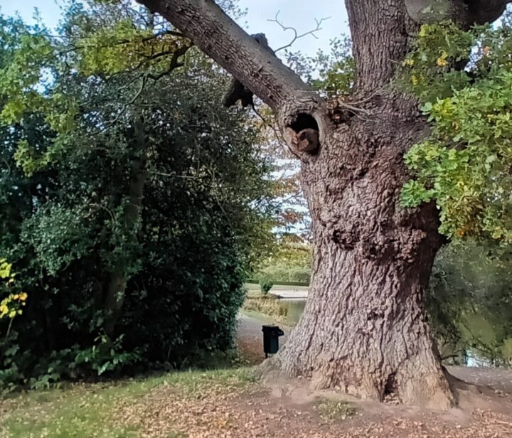 The old oak at Danbury Country Park