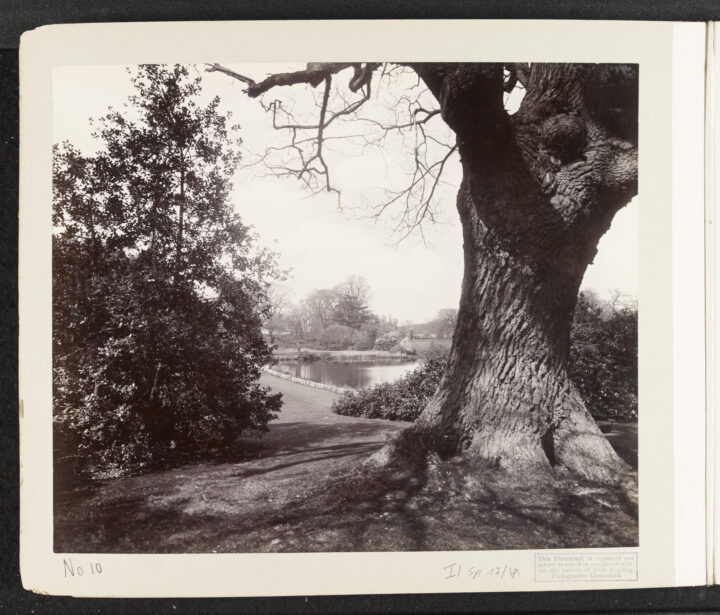 Danbury old oak by Fred Spalding, Essex Record Office