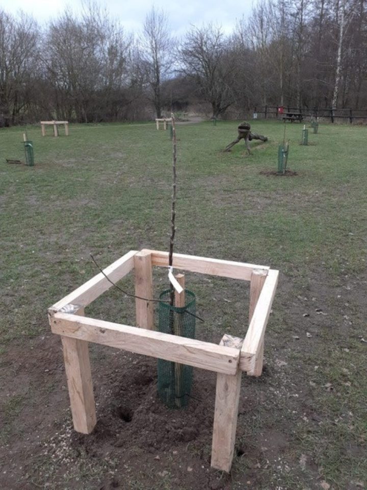 New trees planted at Belhus Woods Country Park