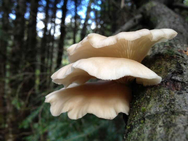 Oyster mushroom