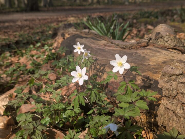 Wood Anemones at Weald Country Park
