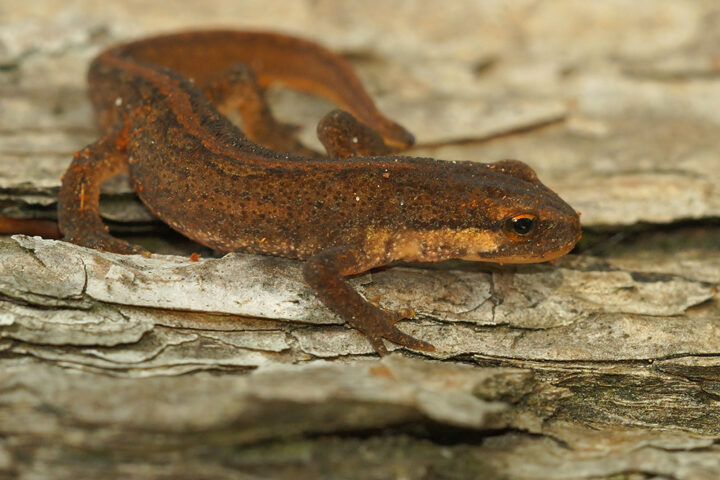 Palmate newt