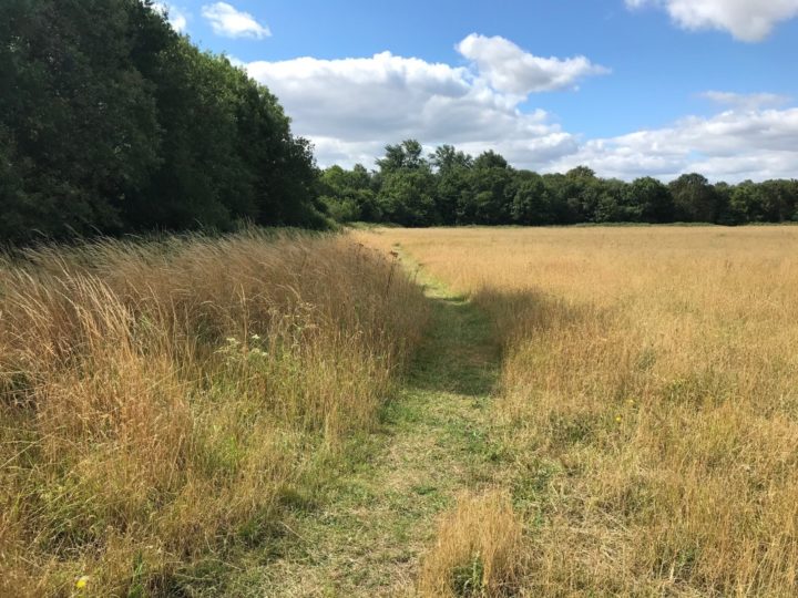 Path through the meadow in summer at Belhus.