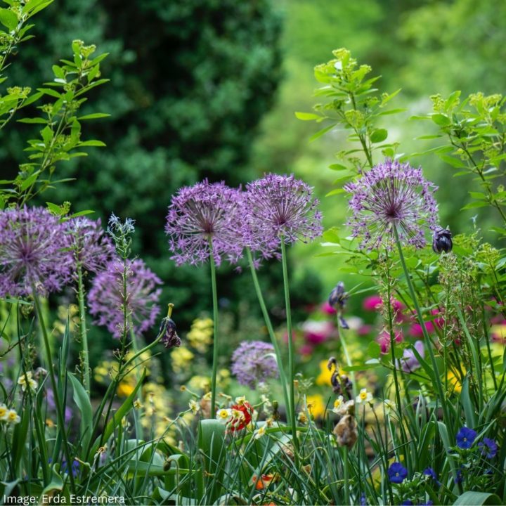 Garden flowers