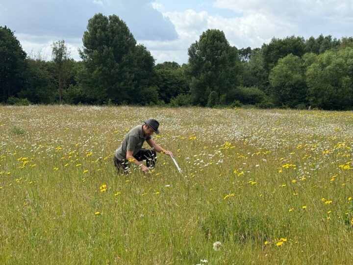 Ranger monitoring species in a grassland meadow at Belhus Woods
