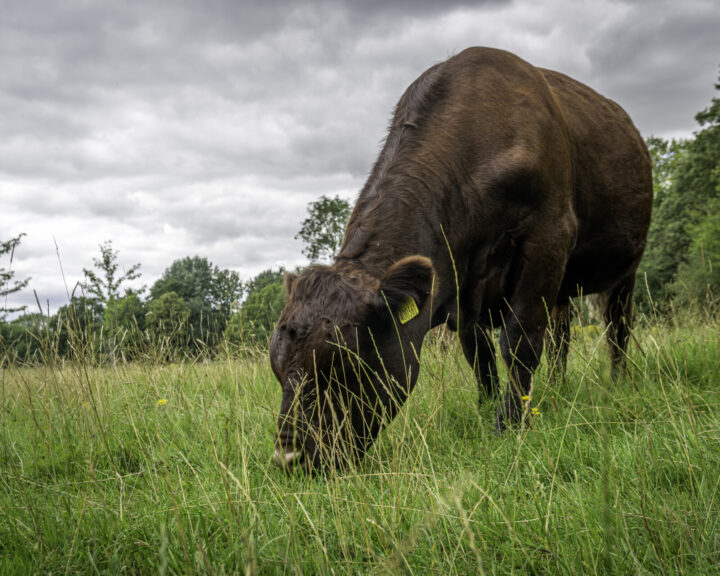 Red poll cattle by Andrew Adams