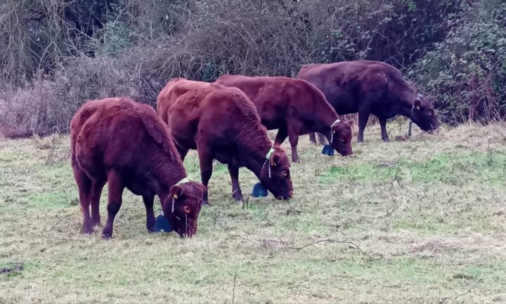 Red poll cattle at work Essex Country Parks