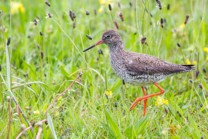 Redshank in field