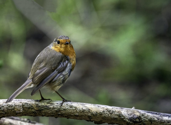 A Robin sitting on a branch