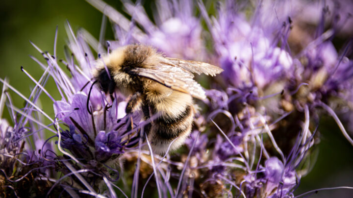 Shrill carder bee