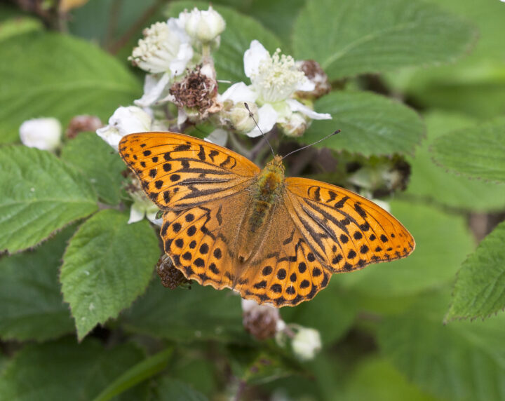 Silver washed fritillary