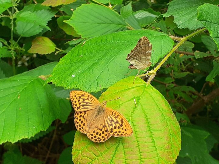 Silver Washed Fritillary Butterfly