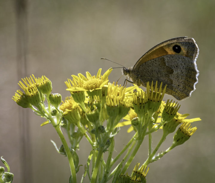 Small Heath Butterfly on Wild Flowers by Andrew Adams