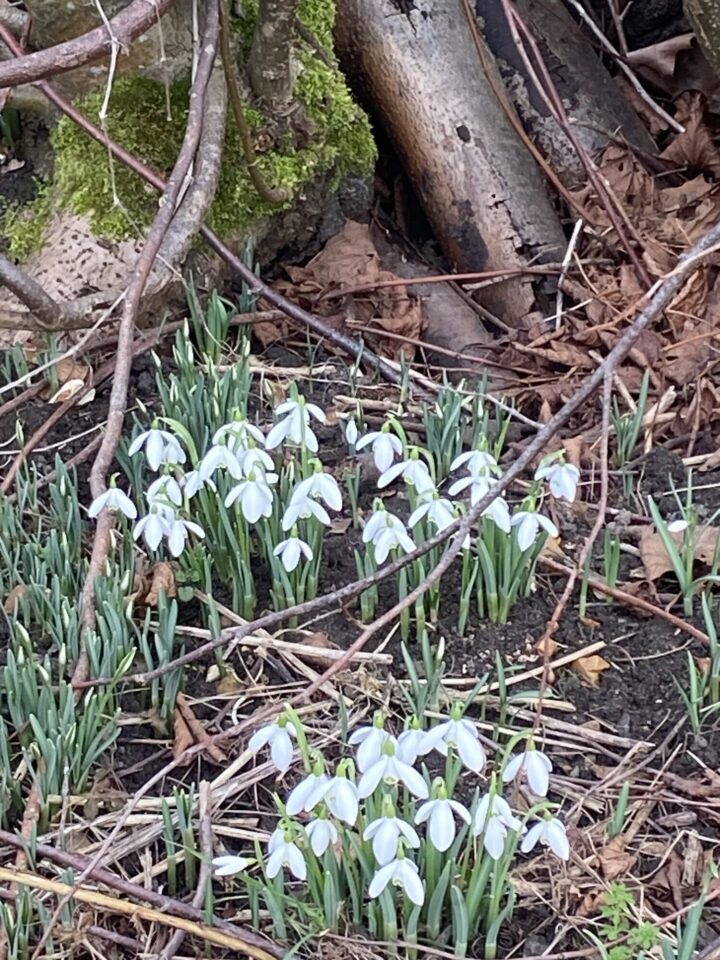 Snowdrops at Belhus Woods