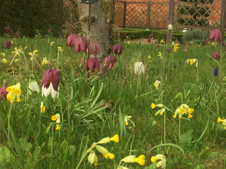 Flower meadow at Cressing