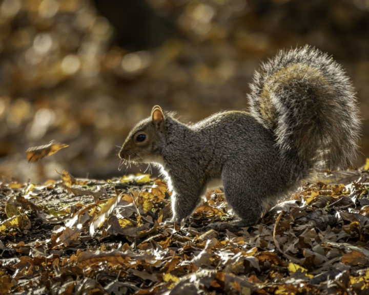 Squirrel in autumnal leaves