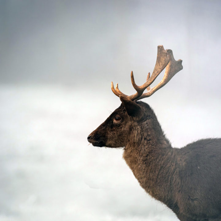 Stag at Weald Country Park