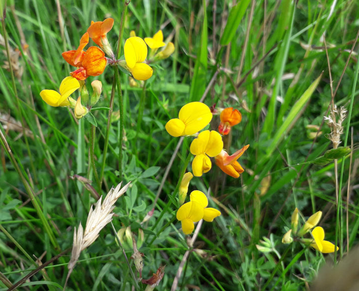 Bird's foot trefoil