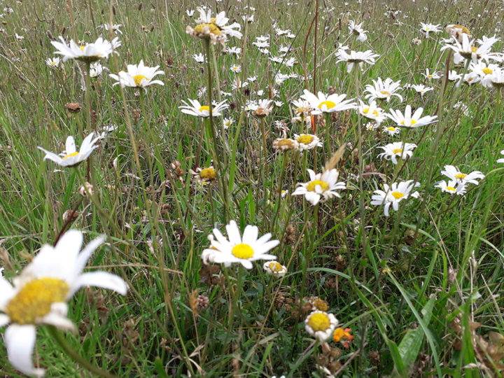 Ox-Eye Daises
