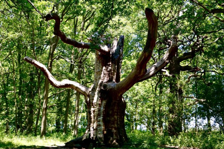 Veteran tree at Thorndon South