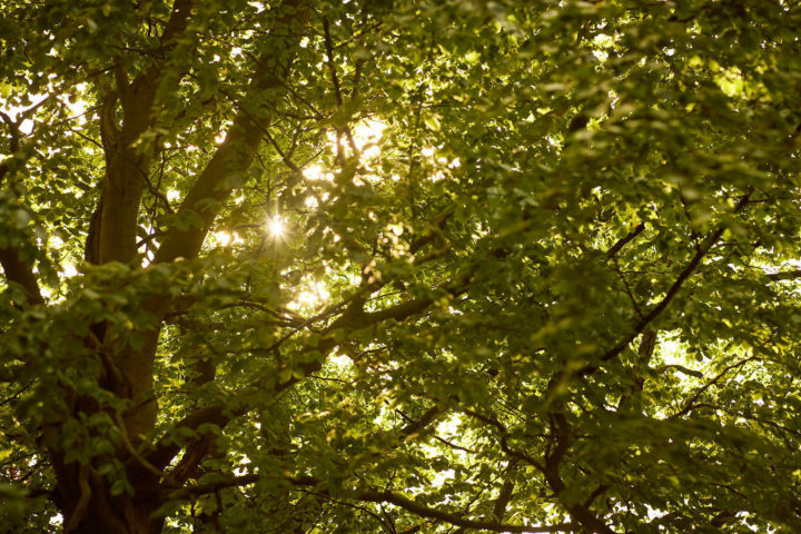 Trees at Thorndon Country Park