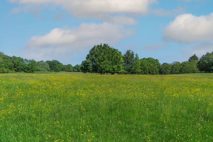 Danbury country park