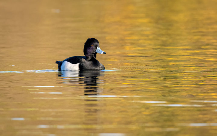 Tufted Duck