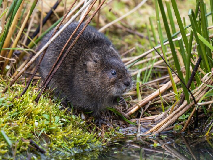 Water vole