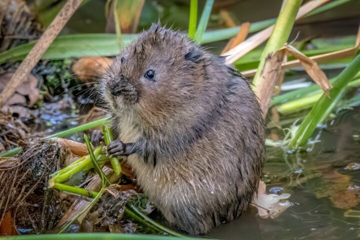 Water vole