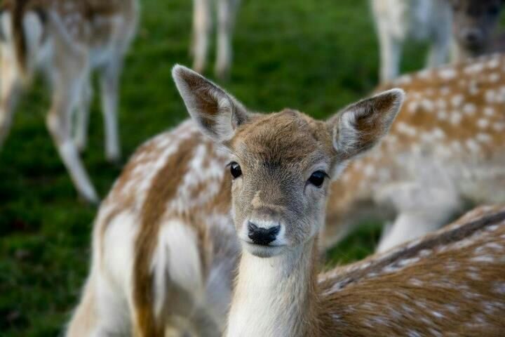 Deer at Weald Country Park