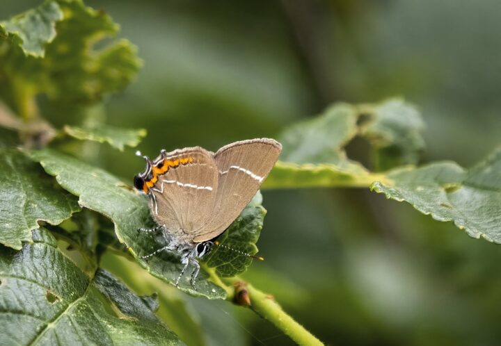 White letter hairstreak butterfly