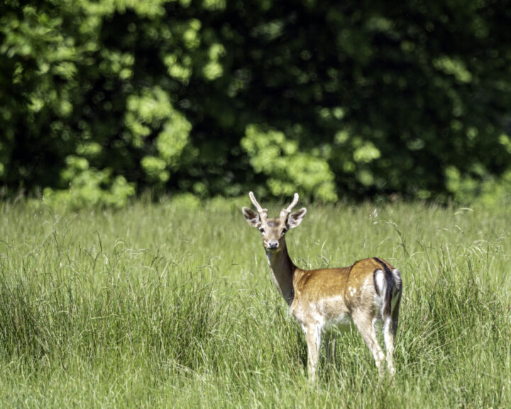 A young fallow deer