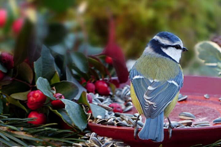 Pine Cone Garden Bird Feeder