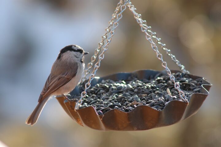 Attract different birds to your garden with a feeder