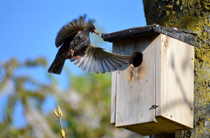 Support our feathered friends