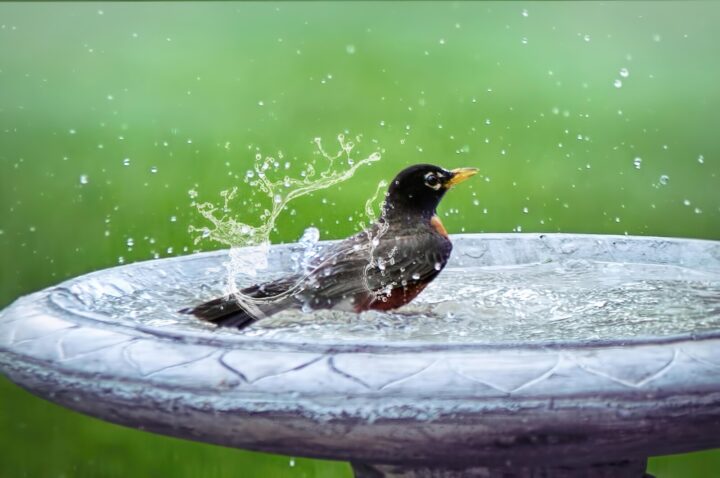 Kep bird baths clean to prevent diseases spreading