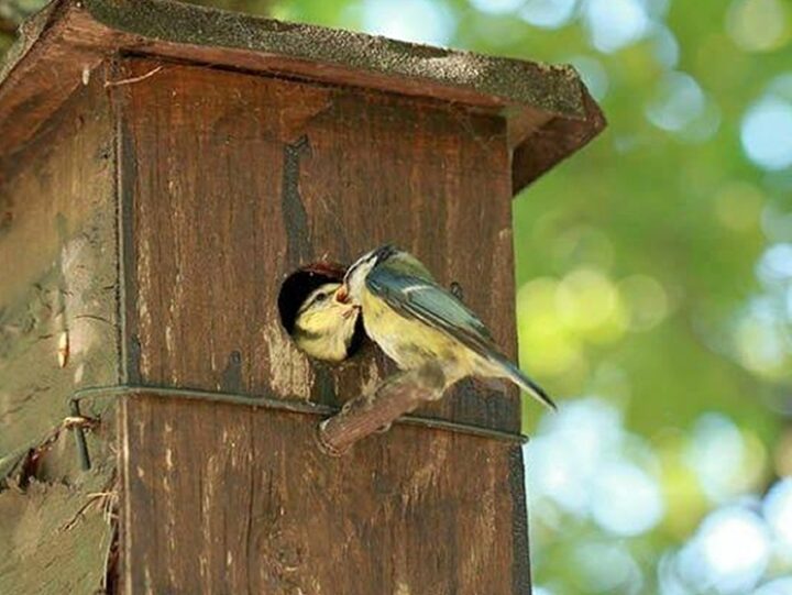 Build a bird box