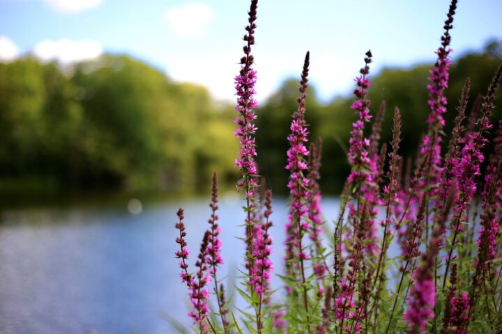 flowers and lake at Danbury