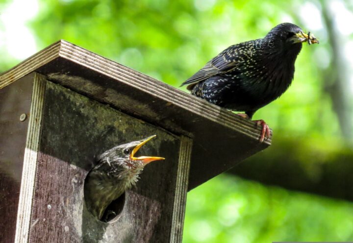 Starlings
